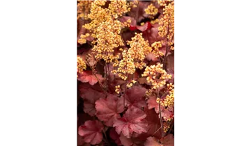 Gartenbaumschule Becker