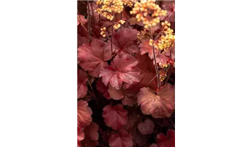 Gartenbaumschule Becker