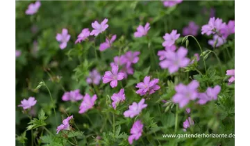Gartenbaumschule Becker