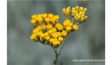 Gartenbaumschule Becker