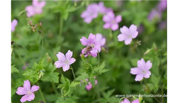 Gartenbaumschule Becker