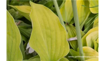 Gartenbaumschule Becker
