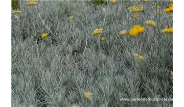 Gartenbaumschule Becker