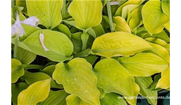 Gartenbaumschule Becker