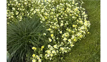 Gartenbaumschule Becker