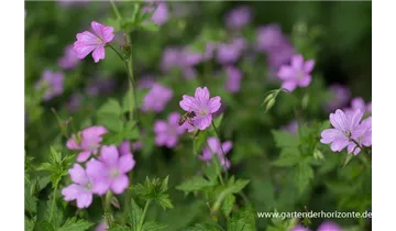 Gartenbaumschule Becker