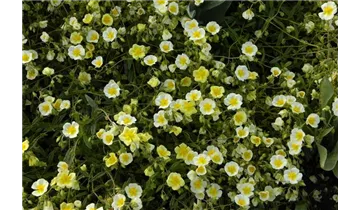 Gartenbaumschule Becker