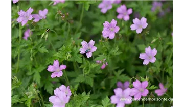 Gartenbaumschule Becker