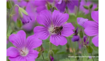 Gartenbaumschule Becker