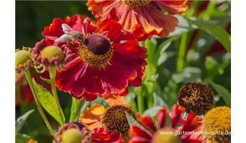 Gartenbaumschule Becker