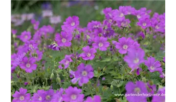 Gartenbaumschule Becker