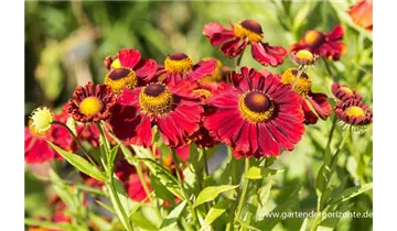 Gartenbaumschule Becker