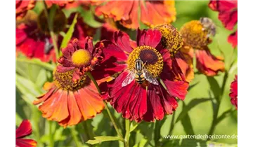 Gartenbaumschule Becker