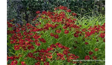 Gartenbaumschule Becker