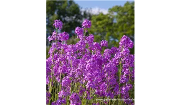 Gartenbaumschule Becker