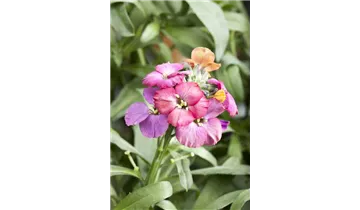 Gartenbaumschule Becker