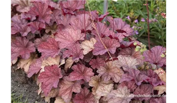 Gartenbaumschule Becker