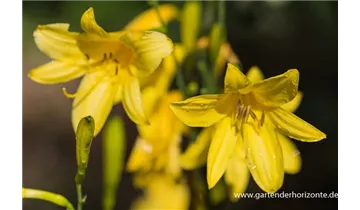 Gartenbaumschule Becker