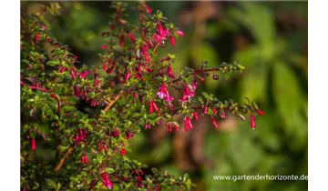 Gartenbaumschule Becker