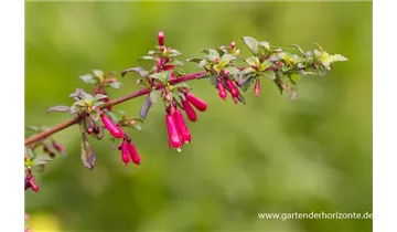 Gartenbaumschule Becker