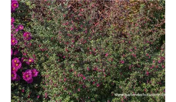 Gartenbaumschule Becker