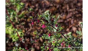 Gartenbaumschule Becker