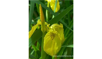 Gartenbaumschule Becker