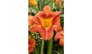 Gartenbaumschule Becker