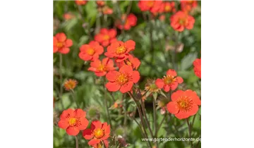 Gartenbaumschule Becker