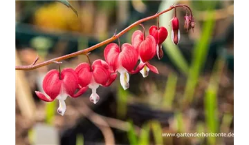 Gartenbaumschule Becker
