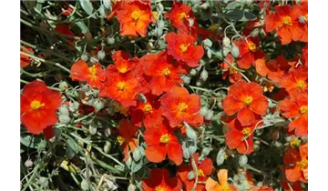 Gartenbaumschule Becker