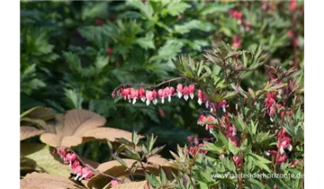 Gartenbaumschule Becker