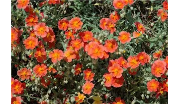 Gartenbaumschule Becker