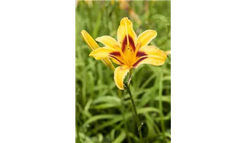 Gartenbaumschule Becker