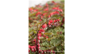 Gartenbaumschule Becker