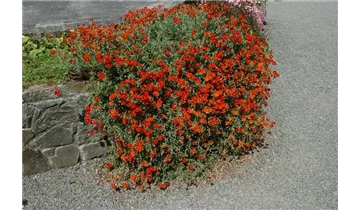 Gartenbaumschule Becker