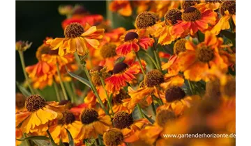 Gartenbaumschule Becker