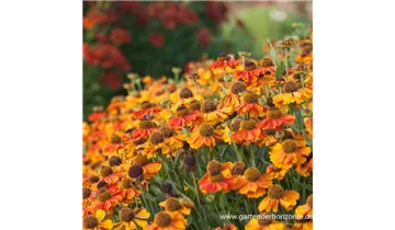 Gartenbaumschule Becker