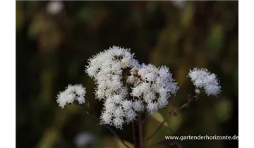 Gartenbaumschule Becker
