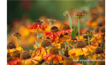 Gartenbaumschule Becker