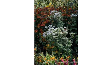 Gartenbaumschule Becker