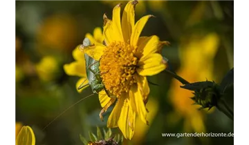 Gartenbaumschule Becker