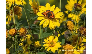 Gartenbaumschule Becker