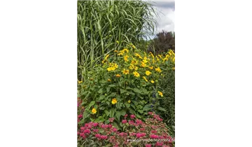 Gartenbaumschule Becker