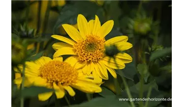 Gartenbaumschule Becker