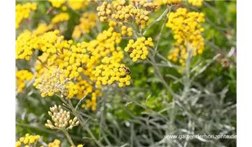 Gartenbaumschule Becker