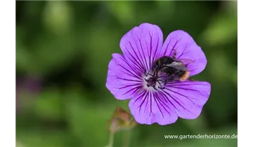 Gartenbaumschule Becker