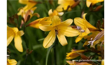 Gartenbaumschule Becker