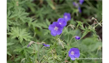 Gartenbaumschule Becker