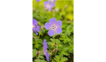 Gartenbaumschule Becker